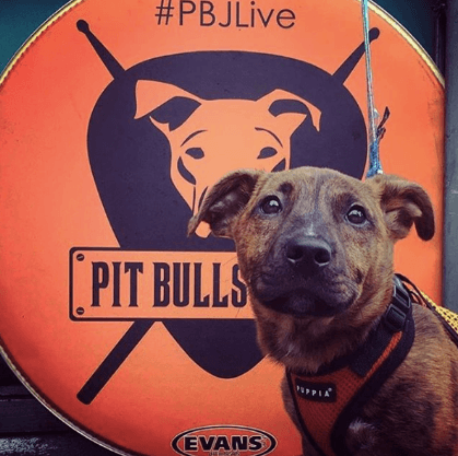 pit_bulls_event.png