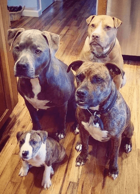 pitties.png