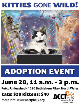 laser_cats.png