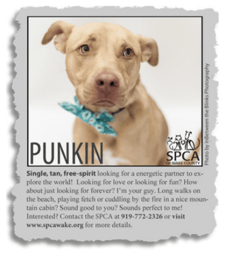 punkin.png
