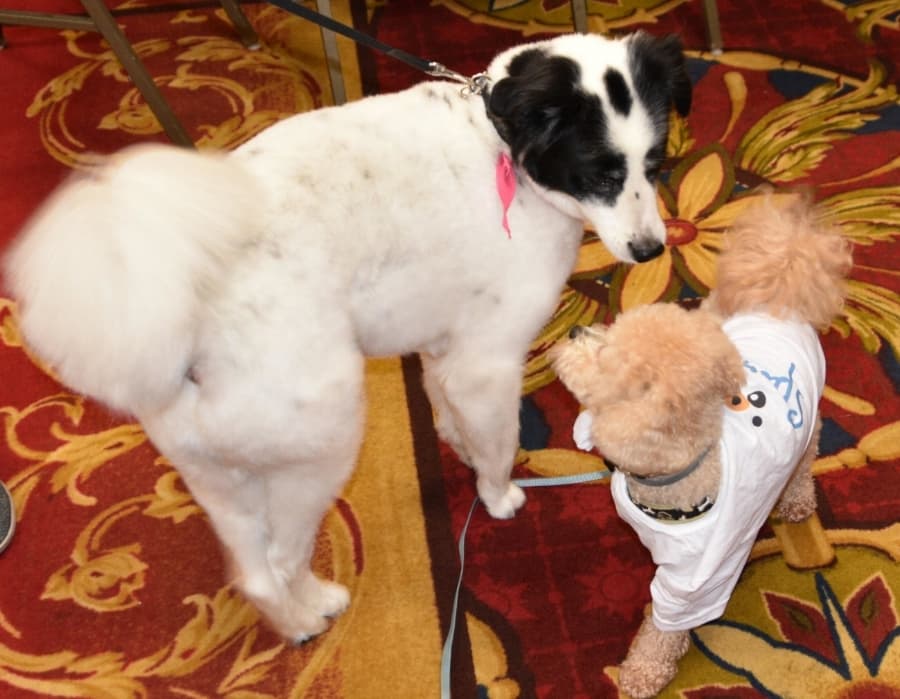 brownie_and_dog.jpeg